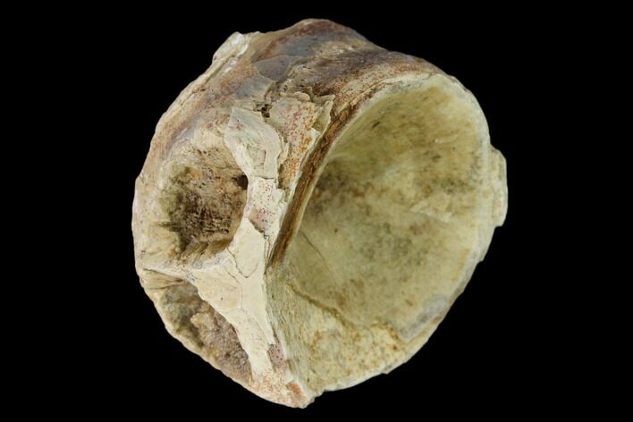 Fossil Xiphactinus (Cretaceous Fish) Vertebra - Kansas #139287